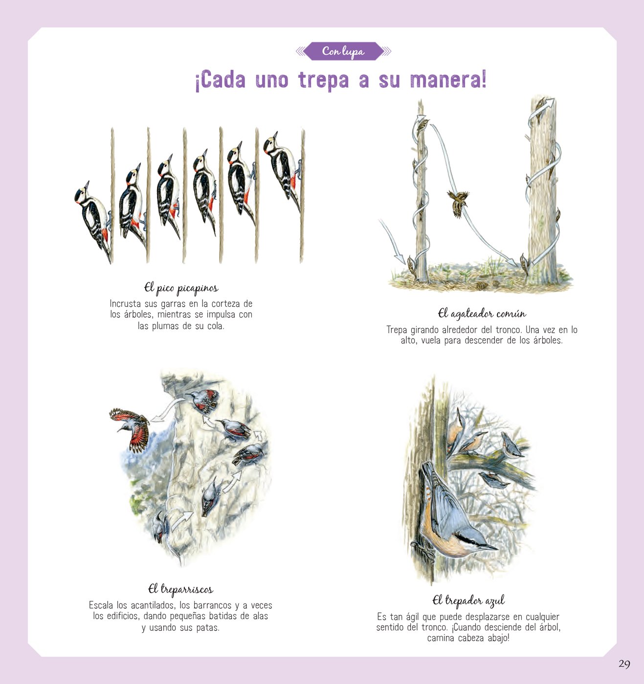 El libro de los pájaros - Image 3