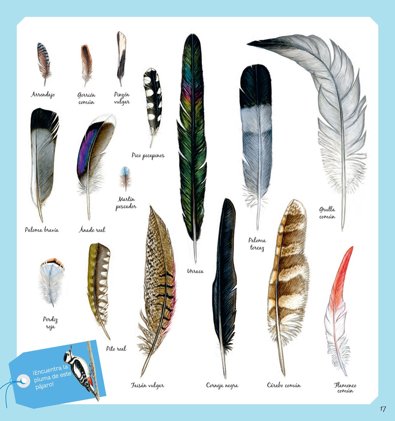 El libro de los pájaros - Image 4